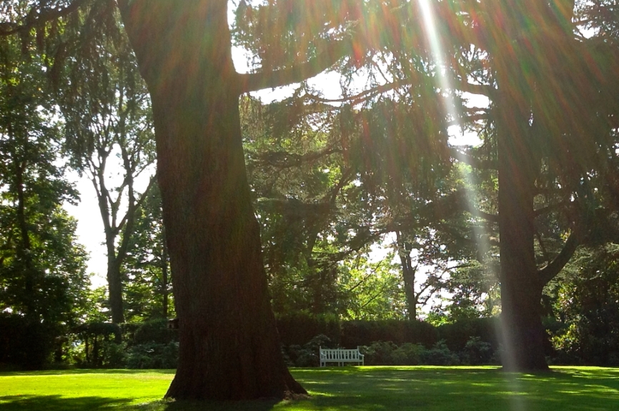 The centuries-old cedar trees